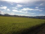 日本麦田