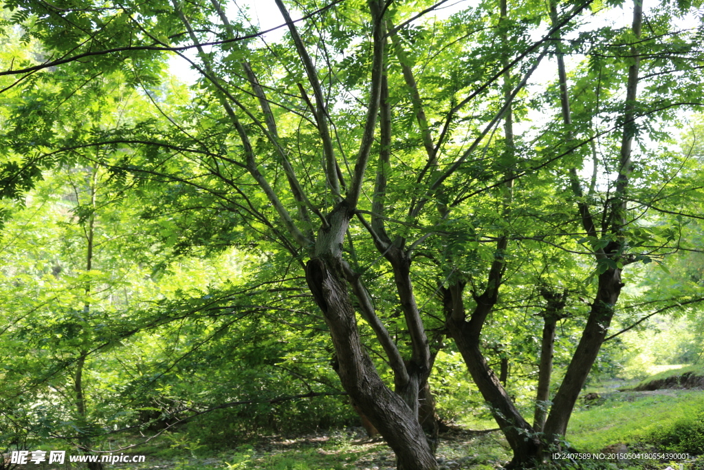 河边树林