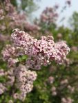 丁香花