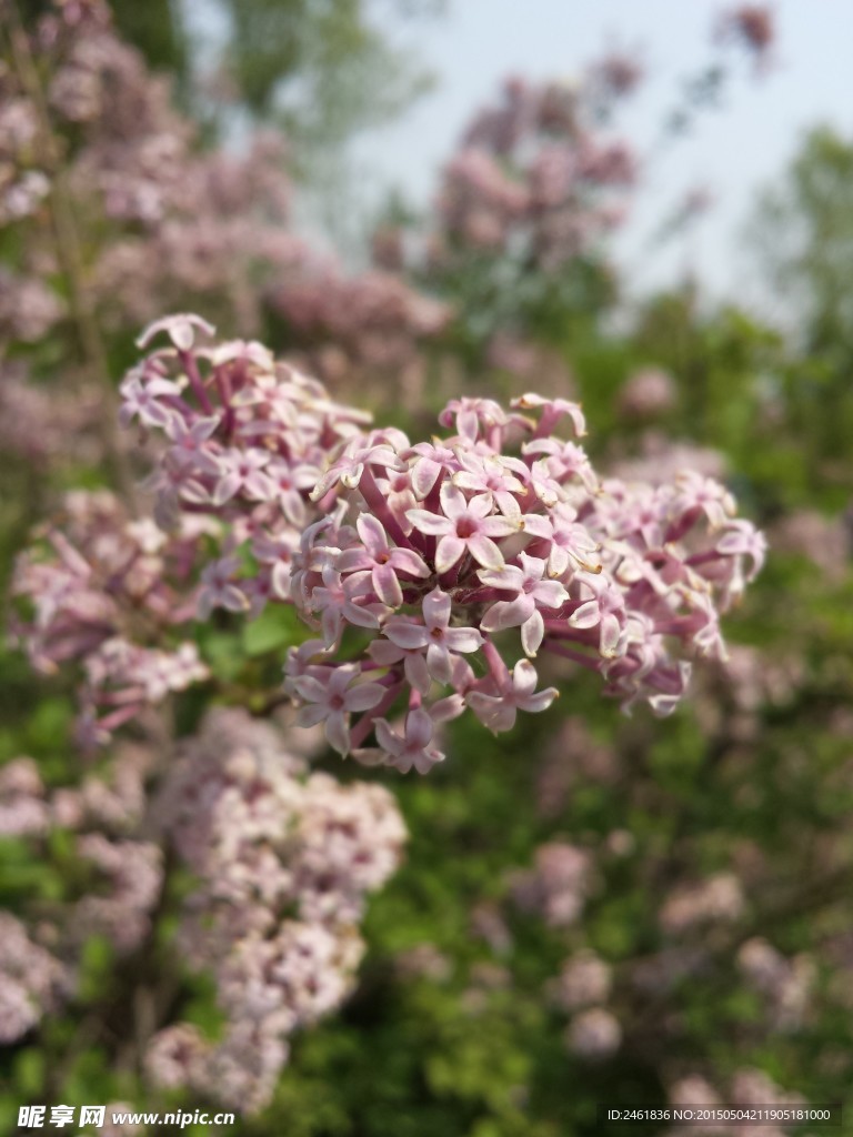 丁香花