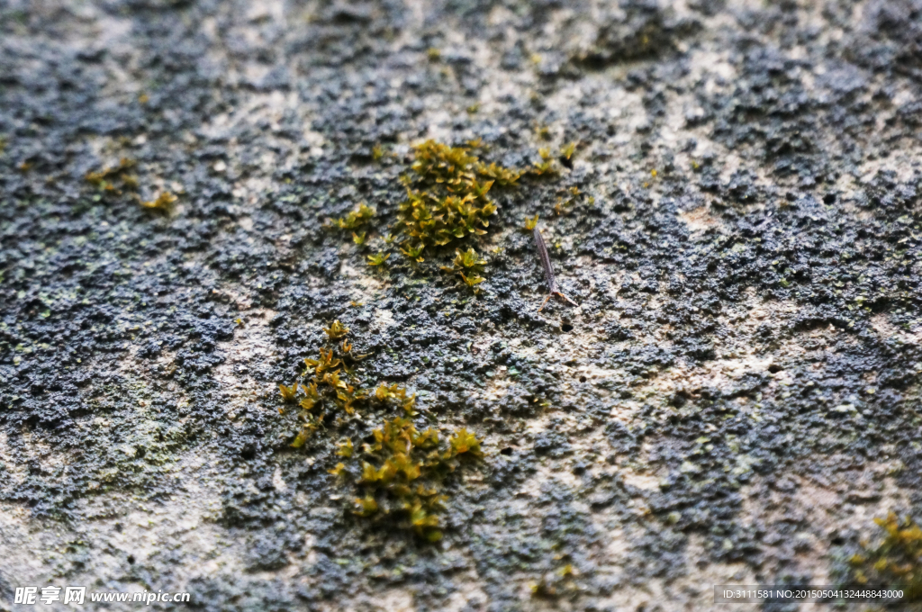 苔藓