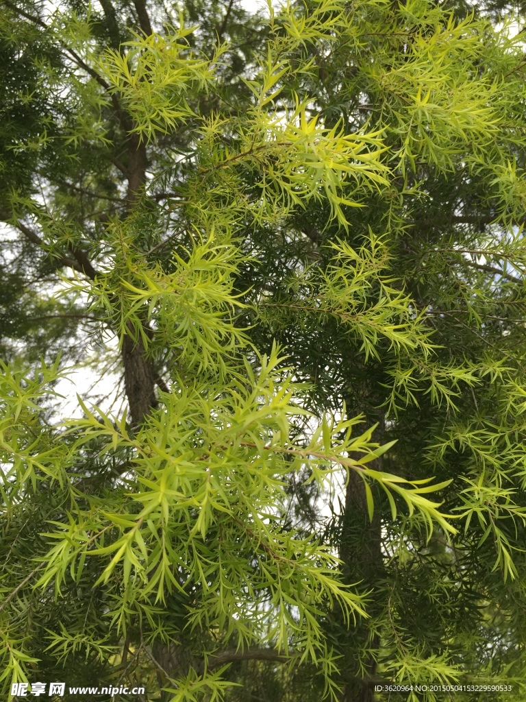 树枝 树叶