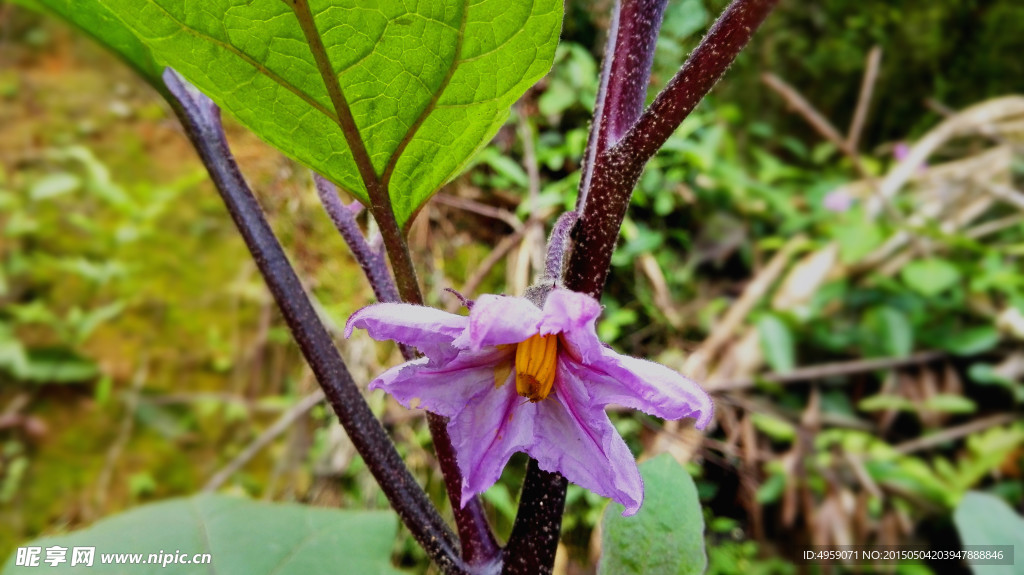 茄子花