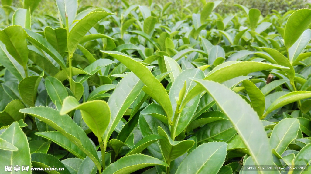 茶叶