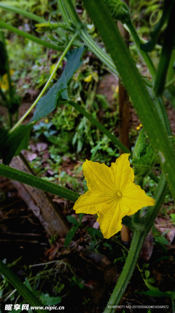 黄瓜花