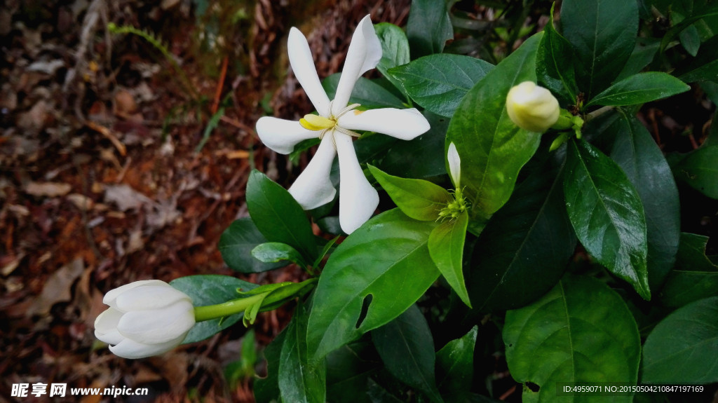 黄栀花