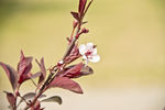 北京国际雕塑公园梅花节