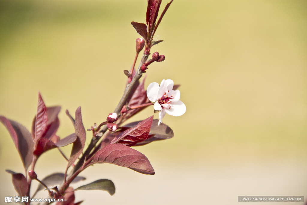 北京国际雕塑公园梅花节