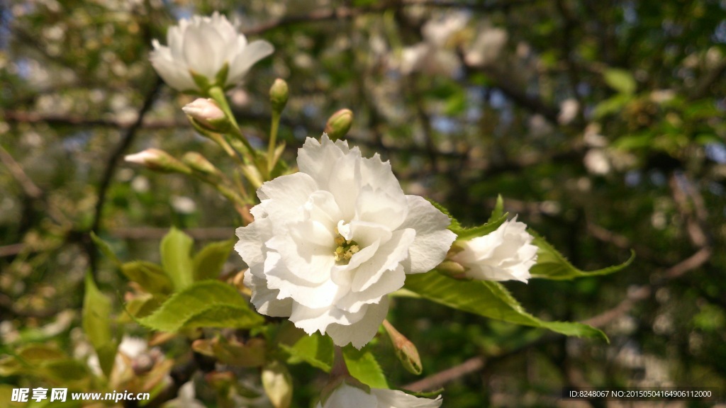樱花