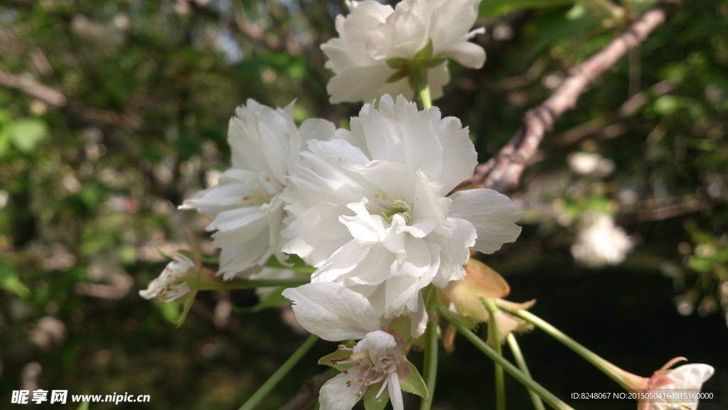 樱花