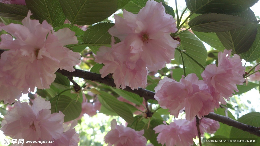樱花