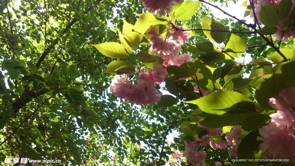 樱花