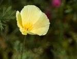 花菱草