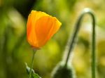 花菱草