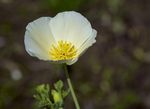 花菱草
