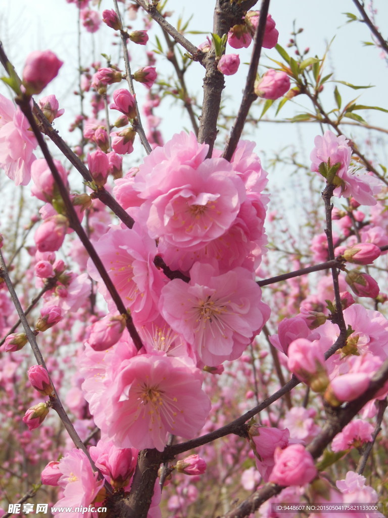 碧桃花