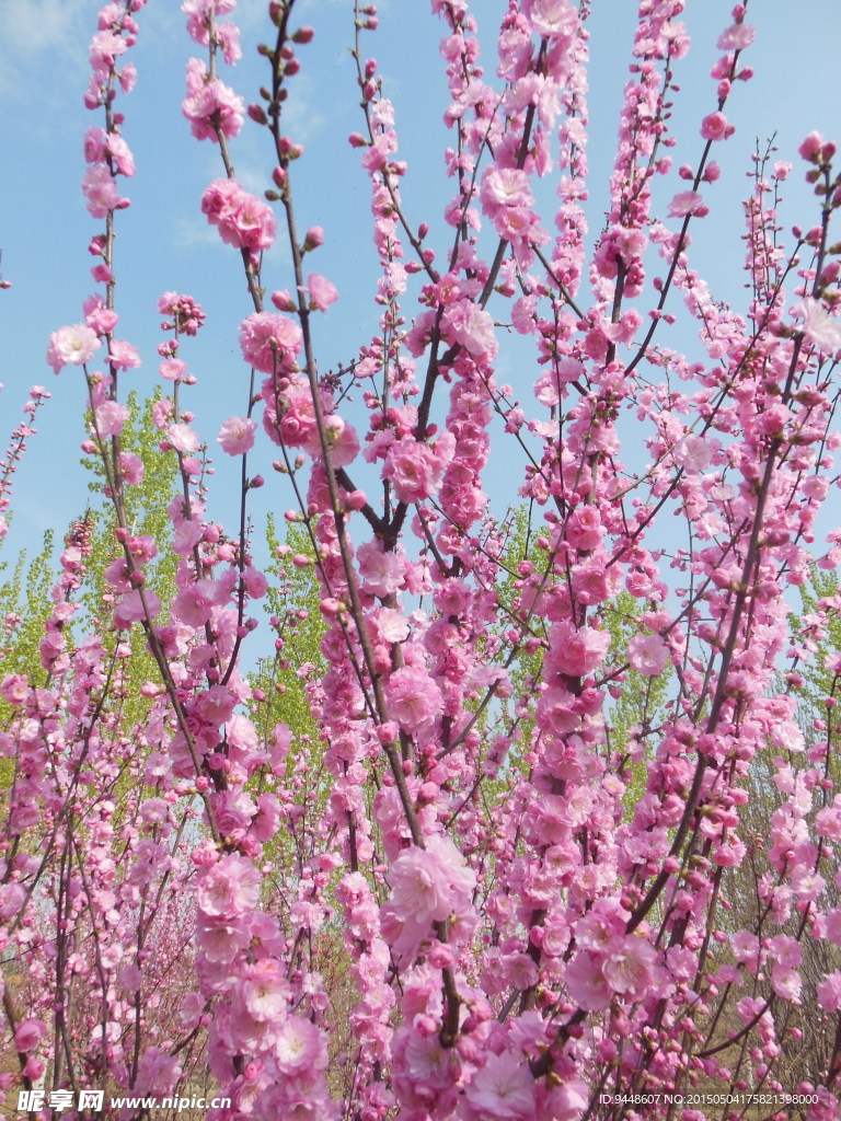 碧桃花