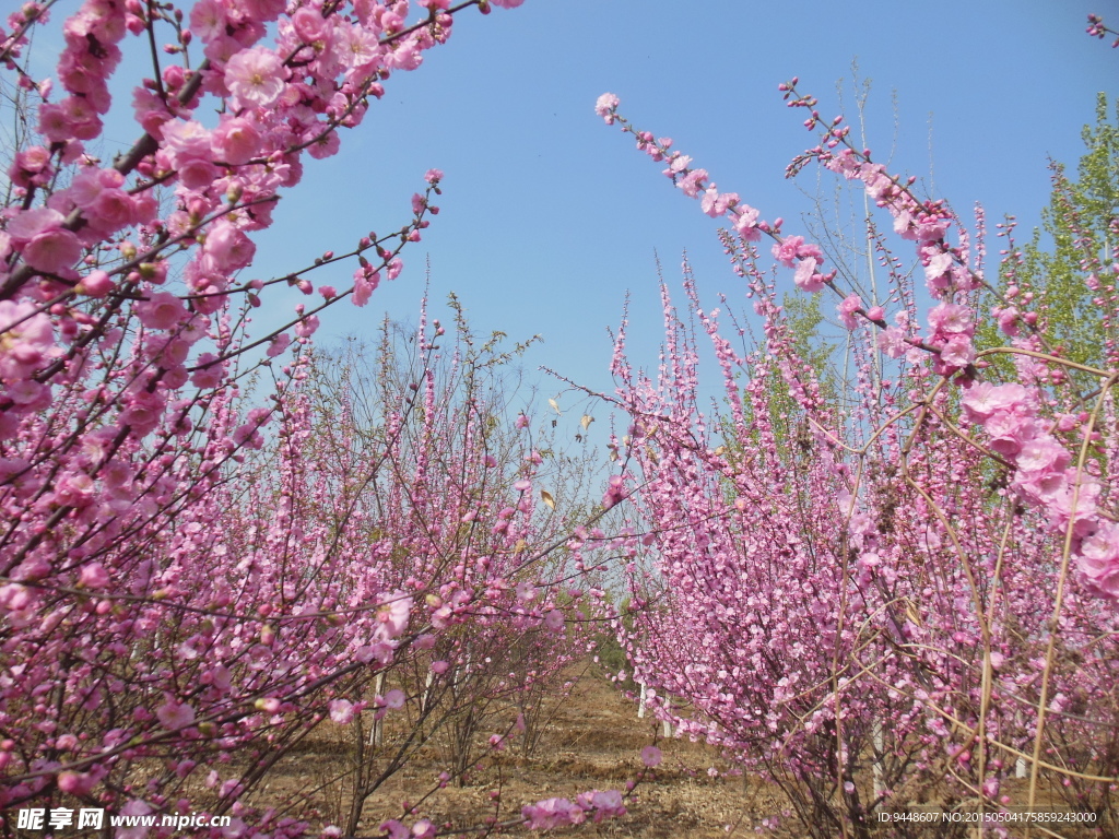 碧桃花