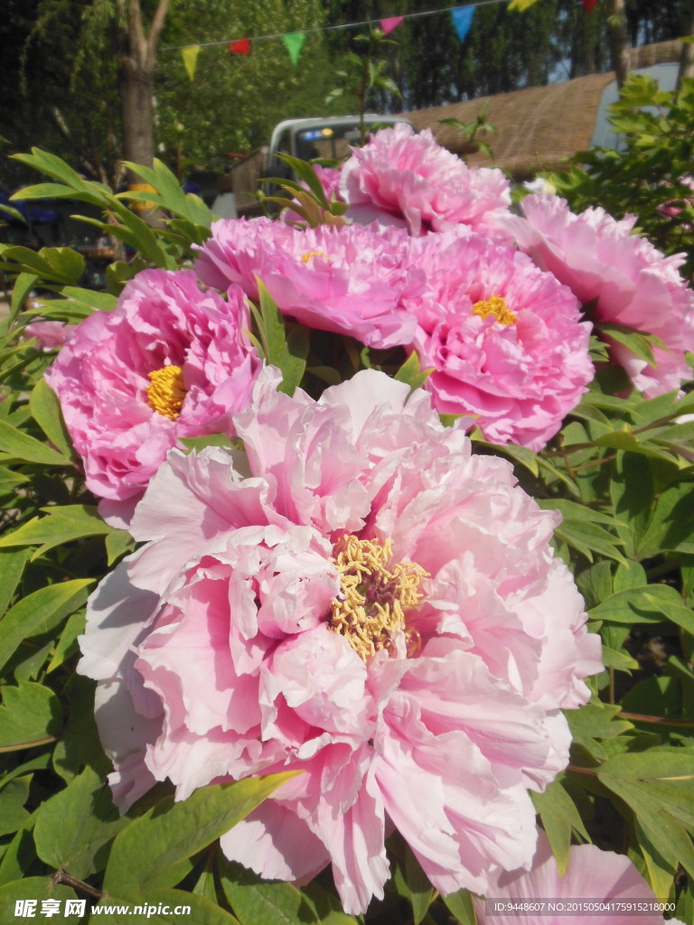 牡丹花