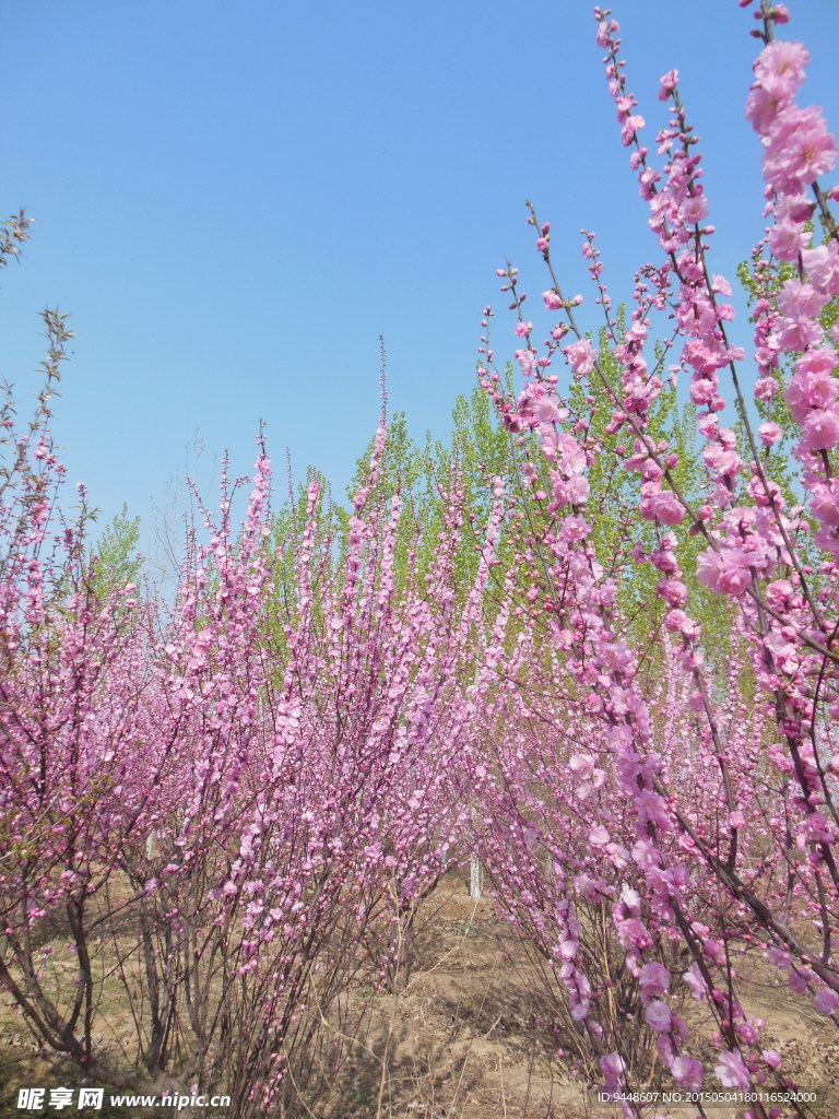 碧桃花