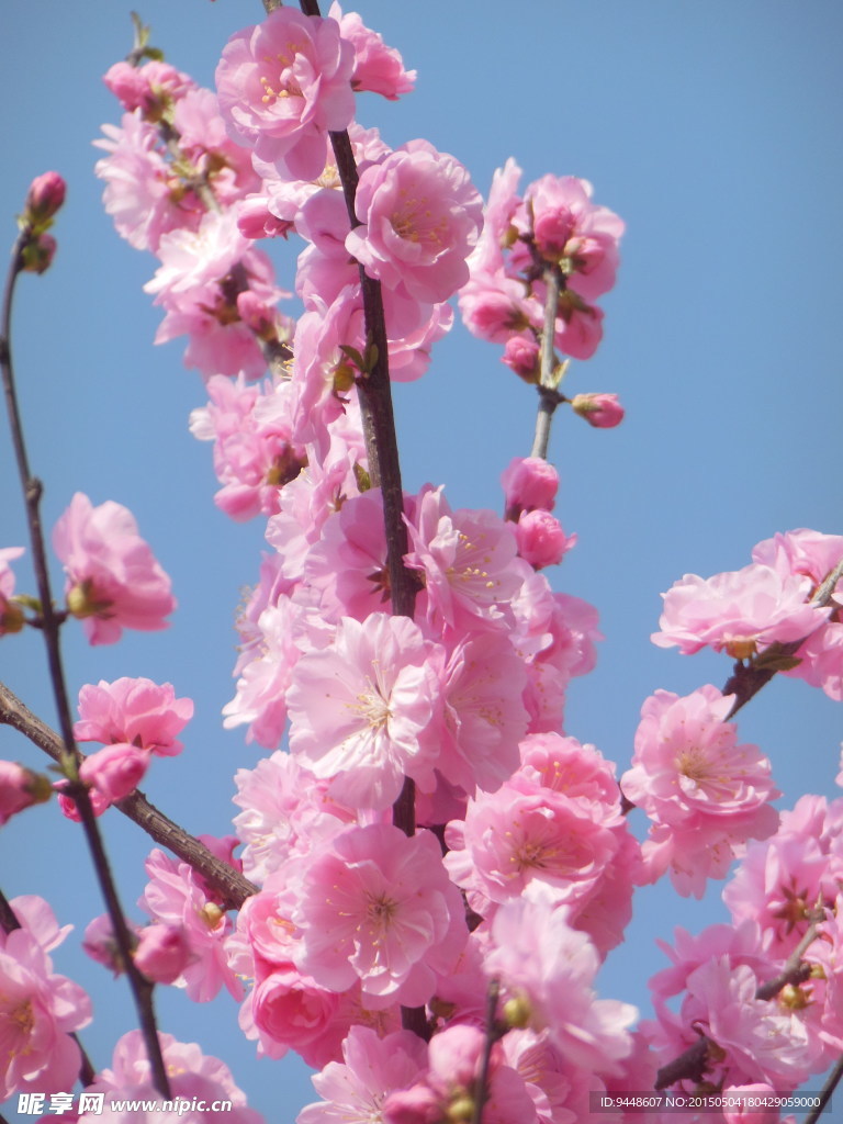 碧桃花