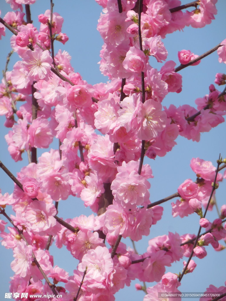 碧桃花