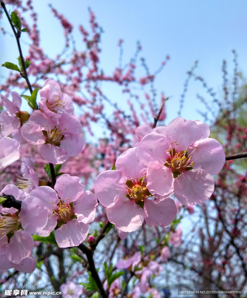 桃花盛开