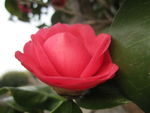 茶花