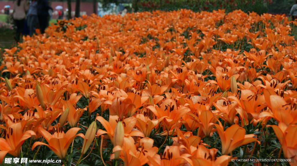 石象湖鲜花风景摄影