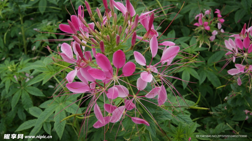 石象湖鲜花风景摄影