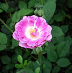 蔷薇花