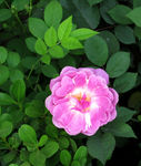蔷薇花