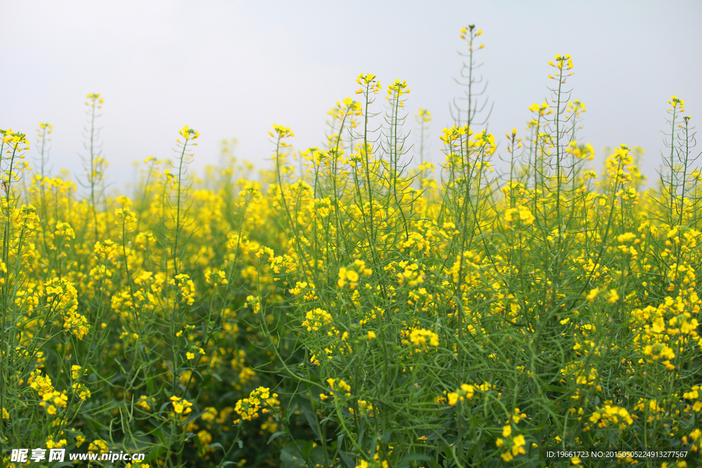 油菜花背景