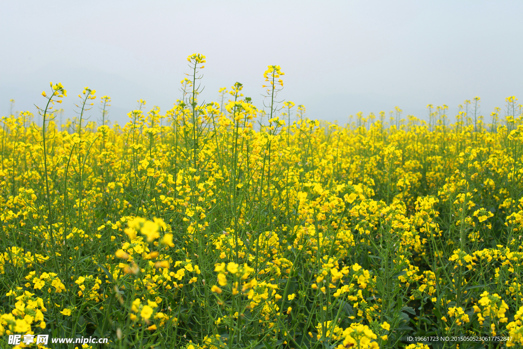 唯美油菜花