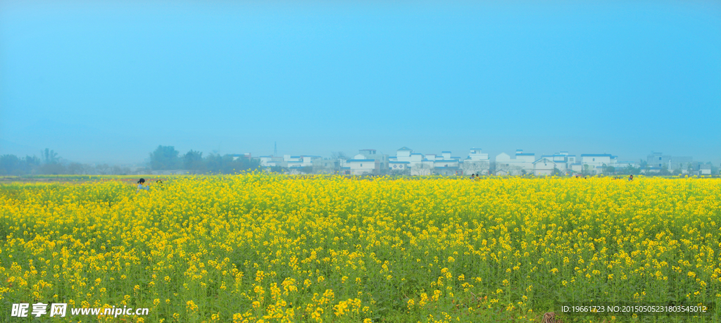 油菜花海