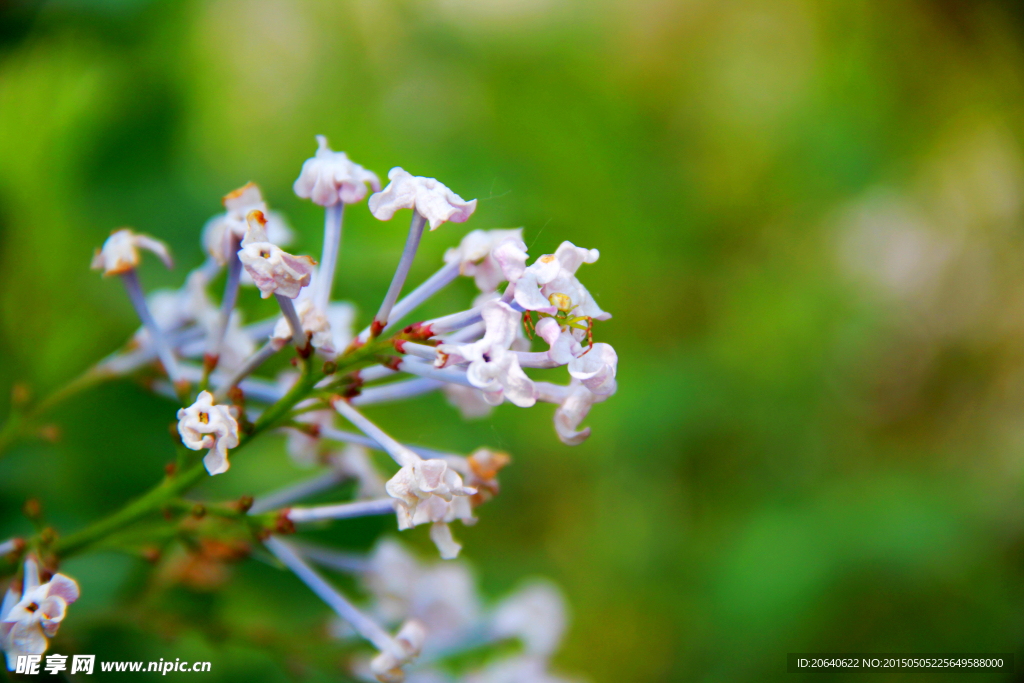 丁香花