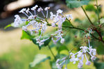 丁香花