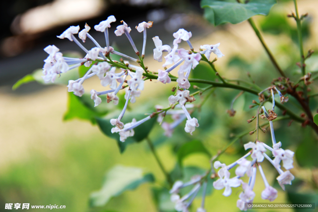 丁香花