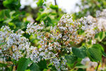 丁香花