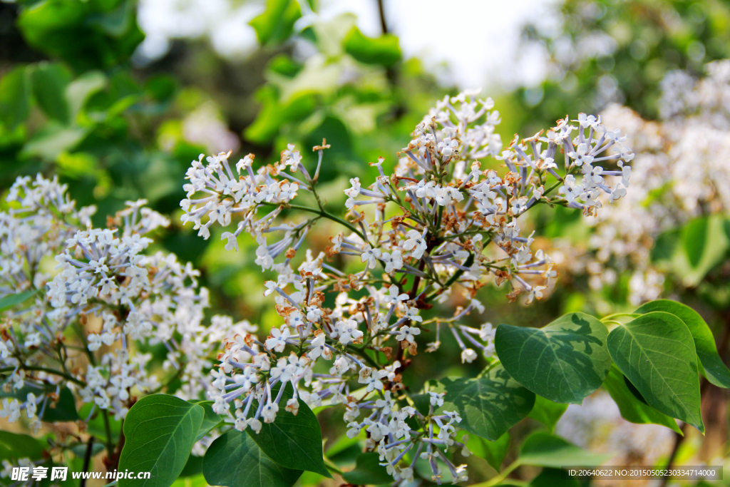 丁香花