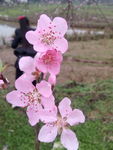 桃花枝