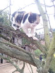 家猫
