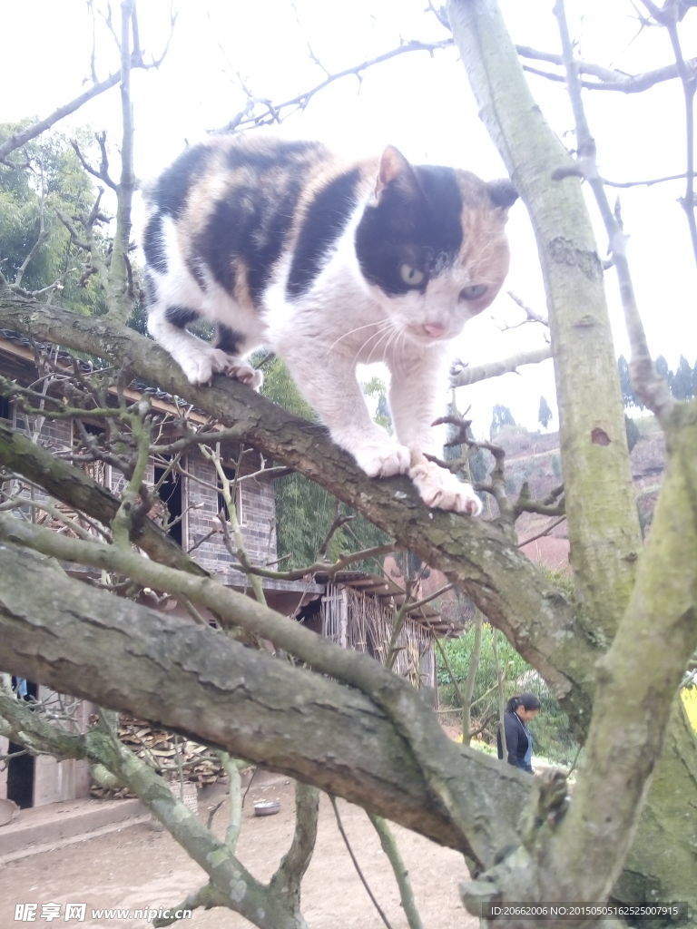 家猫
