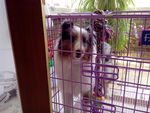 喜乐蒂牧羊犬