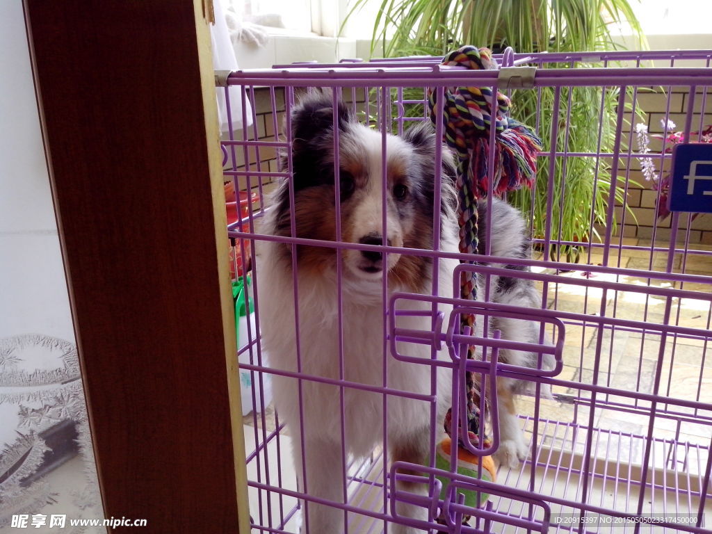 喜乐蒂牧羊犬