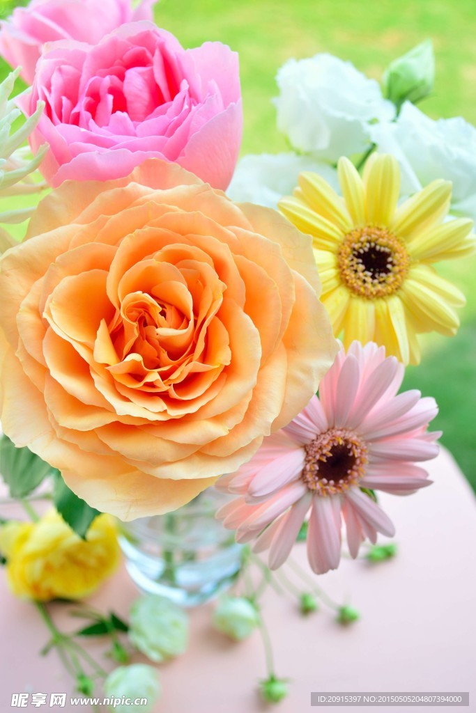 彩色菊花