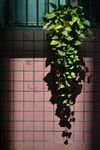 藤本植物