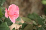 粉色月季花图片