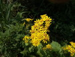 野菊花