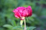 芍药花